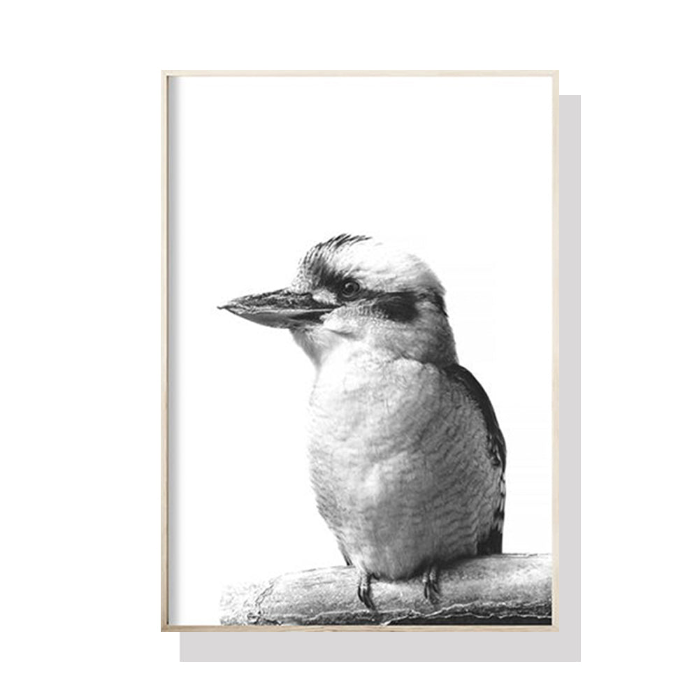 Australia's Kookaburra Black Framed Canvas 90cmx135cm