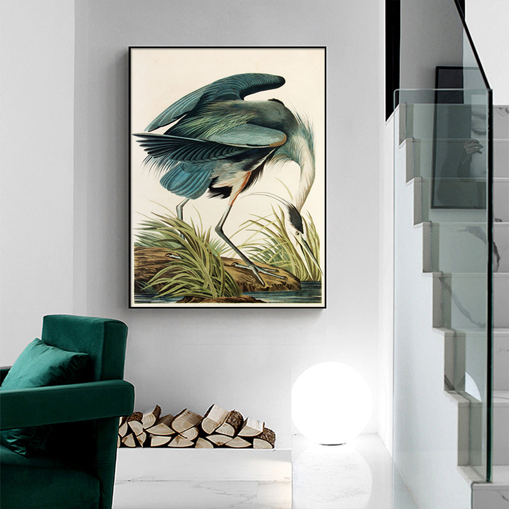 Artist Series - John James Audubon Black Framed Canvas 70cmx100cm