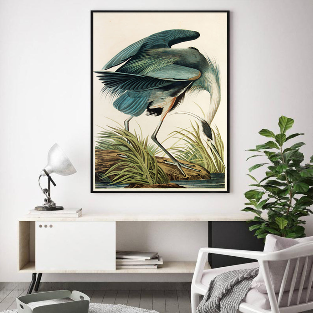 Artist Series - John James Audubon Black Framed Canvas 70cmx100cm