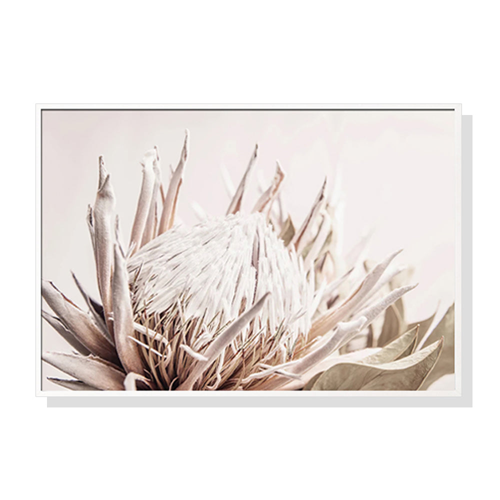 Perfect Protea II White Framed Canvas 90cmx135cm