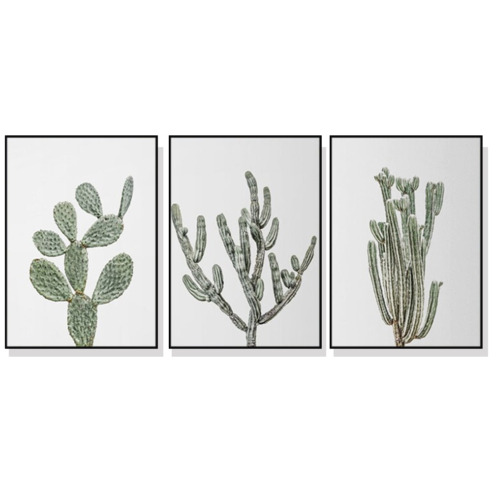 Succulent Cacti Set Of 3 Black Framed Canvas 50cmx70cm